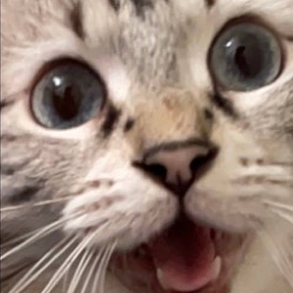 Meet your Posher, Mochi
